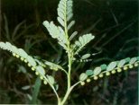 Chamberbitter resembling those<br>of a miniature mimosa tree